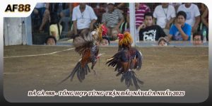 Đá Gà 988 - Tổng Hợp Trận Đấu Nảy Lửa Nhất Ở AF88 Năm 2025