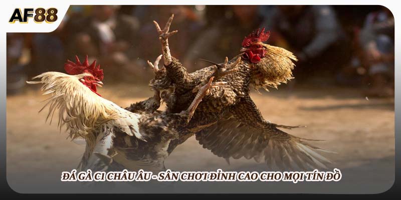 Đá Gà C1 Châu Âu - Sân Chơi AF88 Đỉnh Cao Cho Mọi Tín Đồ