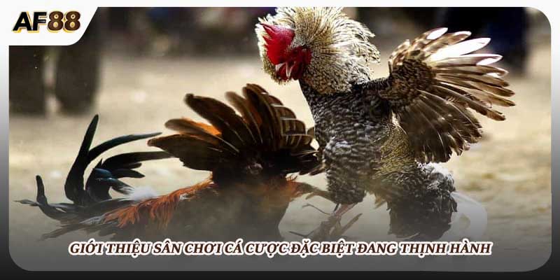 Giới thiệu sân chơi cá cược đặc biệt đang thịnh hành