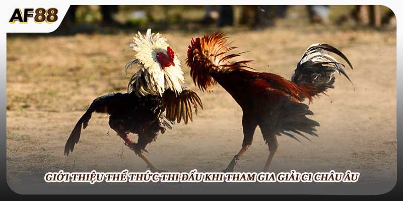 Giới thiệu thể thức thi đấu khi tham gia giải c1 châu âu