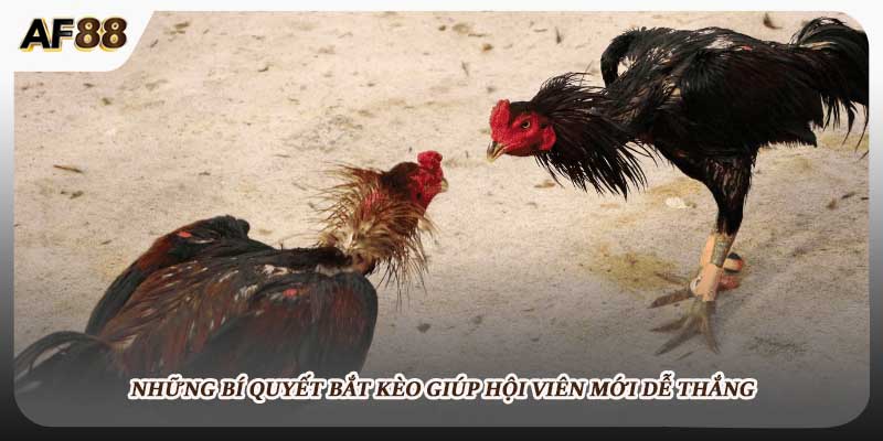 Những bí quyết bắt kèo giúp hội viên mới dễ thắng