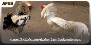 Trực Tiếp Đá Gà Thomo Và Sức Hút Khó Cưỡng Cùng AF88